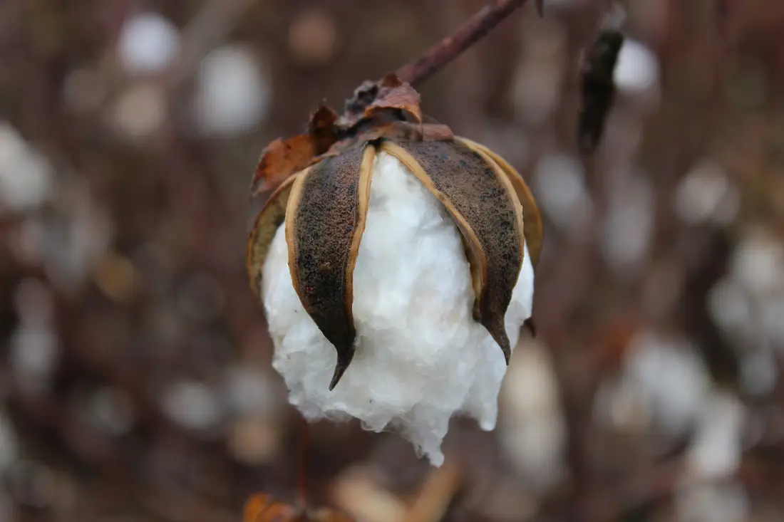 Coton — coton