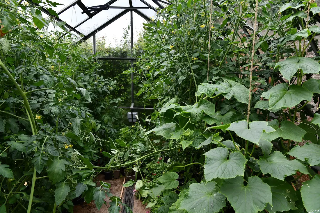 Jeunes plants de tomates en serre