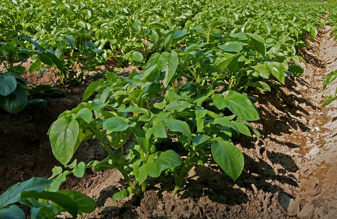 Pomme de terre (variété Buffelspoort BP13) — pomme de terre