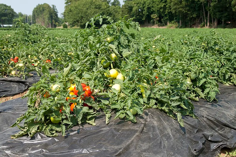Tomate d'industrie, plein champ